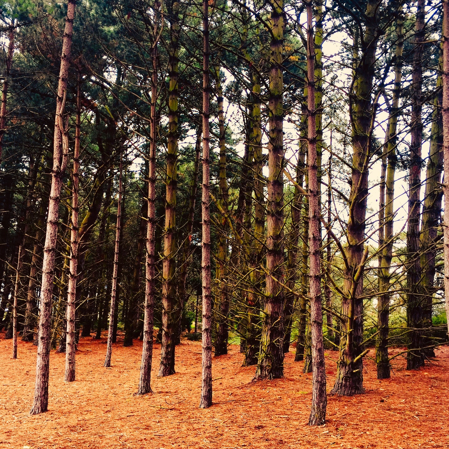 Whispers of Holkham  - Pine, Frankincense & Fir Soy Wax Candle